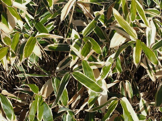 Sasa bamboo leaves or broad-leaf bamboo during foliage in winter in Hokkaido, Japan