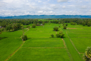 Fototapeta na wymiar Beautiful view of ricefields in the countryside