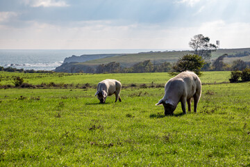 Two free range large white pigs grazing on green meadow with Black Sea in background. Sunny autumn...