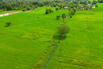 Beautiful view of ricefields in the countryside