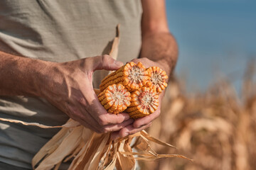 Farmer holding harvested corn on the cob in agricultural field