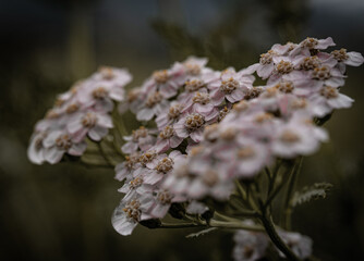 Blume auf einem Feld