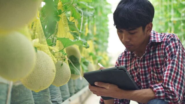 The farmer is checking the quality of the melon at the melon farm in a plastic house	
