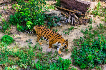 Fototapeta na wymiar Big striped tiger (Panthera tigris) walking among the green vegetation