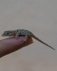 Person holding a small lizard with his finger