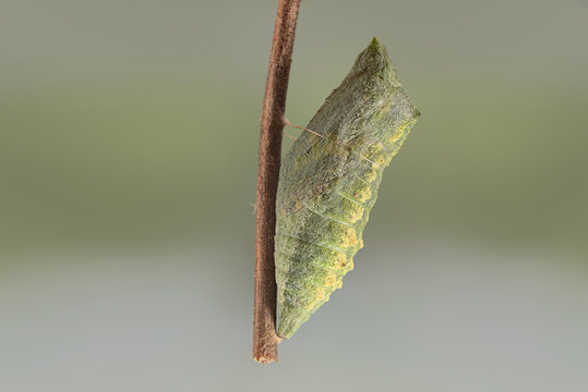 Schwalbenschwanz (Papilio machaon), Puppe ein Tag vor Schlupf