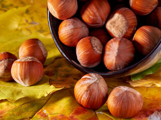 Hazelnut.Hazelnut kernels lie on yellow autumn leaves.