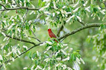 Cardinal - III