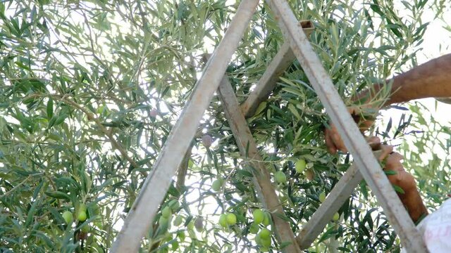 The farmer harvests olives from olive trees. Olive fruit grown on the Mediterranean coast is harvested in autumn. Agriculture concept.