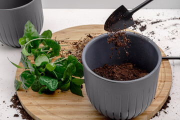 the process of transplanting a houseplant arabica, a small spatula pours soil into a flower gray...