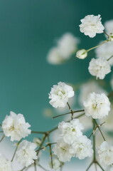 White flowers gypsophila or baby's breath flowers close up on green background selective focus.Macro flowers texture. Poster