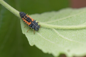  Asiatischer Marienkäfer (Harmonia axyridis) , Larve