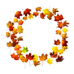 Colorful autumn leaves isolated on white background. Border frame of maple leaves.