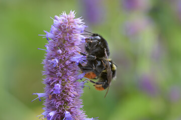Steinhummel (Bombus lapidarius), Kopulation