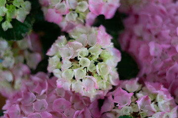 Pink and white flowers hydrangea
