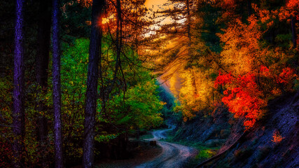 curved path through  autumn forest at sunset
