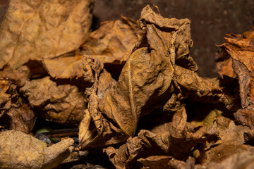 A closeup picture of brown autumn leaves. Picture from Malmo, southern Sweden