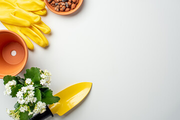 Flower transplant. Pot, flower, gloves and spatula on a white background. Space for copy and text. Background for advertising