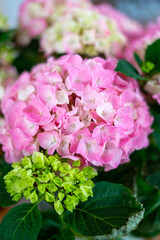 Pink flower hydrangea bouquet