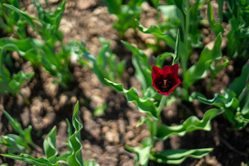 shallow focus red tulip