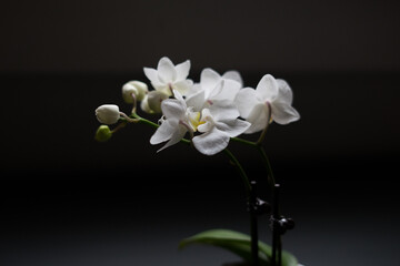 Fototapeta na wymiar white orchid dark close up