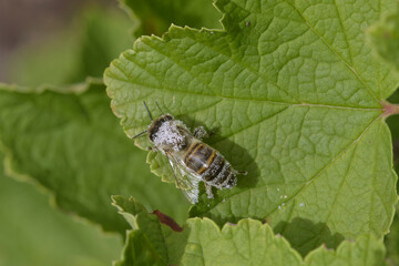 Westliche Honigbiene (Apis mellifera)  mit Pollen von Wilde Malve (malva sylvestris)