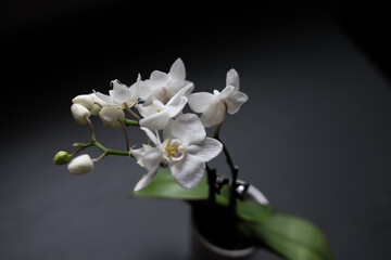 Fototapeta na wymiar white orchid dark background