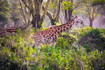Fototapeta na wymiar The giraffe grazes desert acacia