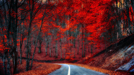 Fototapety  curved road through a red forest