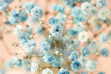 Flowers Background Beautiful Blue And White Gypsophila Small Flowers Full Frame Close Up On Beige Backdrop Wall Mural Irenastar