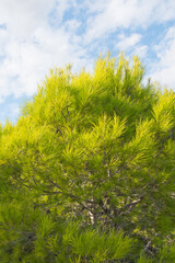 Beautiful vertical close of pine tree branches. Vibrant green with a cloudy blue sky in the background. Charming nature.
