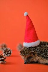Hedgehog greeting card.Christmas and New Years holiday. Hedgehog in a red Christmas hat with cones on a bright red background. Christmas card.Winter holidays 