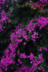 Beautiful green-leafed vine with many pink flowers