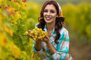 Portrait of young beautiful woman picking grapes