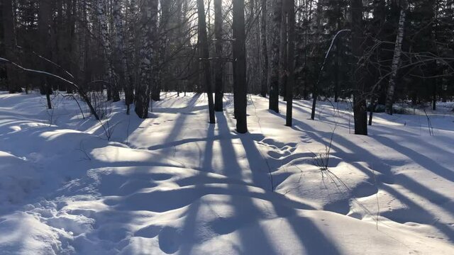 Walk through the winter forest. The sun breaks through the trees.