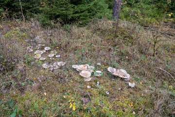 flowers in the forest
