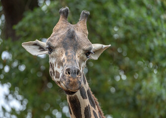  Rothschild-Giraffe (Giraffa camelopardalis rothschildi)