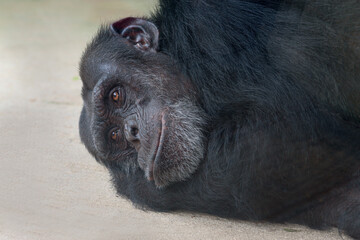  Schimpanse (Pan troglodytes)