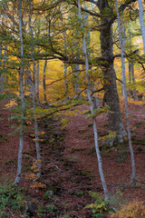Forest in autumn