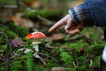 Champignon amanite tue-mouche avec main de femme qui le montre du doigt - aventure découverte