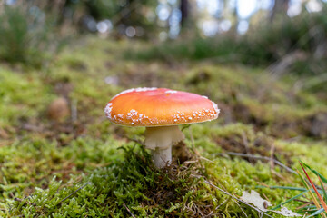 The fly agaric, also known as the red hat with the white dots, is not only an icon of the mushroom world, but also a master of camouflage