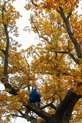 Young caucasian man sitting in colorful autumn tree crown