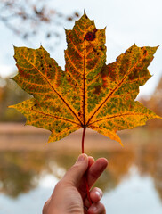 Man hand holding autumn colorful maple leaf agains pond