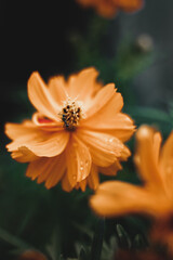 Macro shot of an ant finding a nectar. Can use as image background.