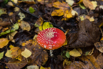 detail of fly amanita in autumn forest