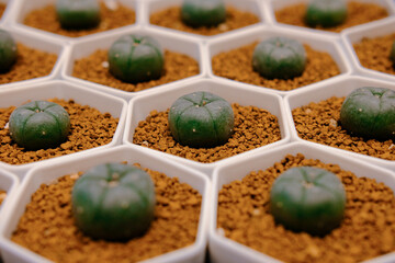 Tiny round cactus in white pot