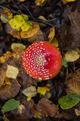 detail of fly amanita in autumn forest