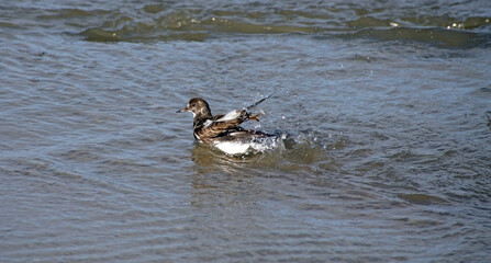 Steinwälzer auf Norderney
