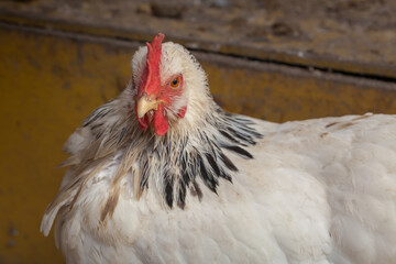 Domestic Sussex chicken close-up.