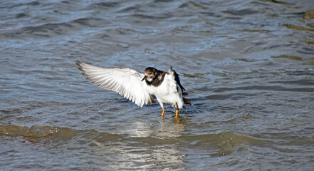 Steinwälzer auf Norderney